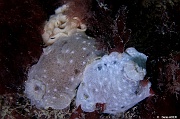 Jorunna tomentosa Doris Jorunne blanche nudi-Morlaix Taureau-20m-20230527-da-DSC_1985_tn